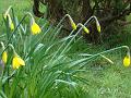 2013-0331-1505_Daffodils_4.3C
